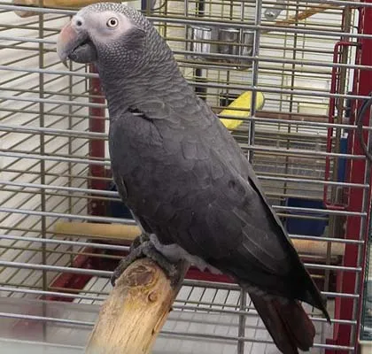 Con vẹt biết chửi thề ảnh 1