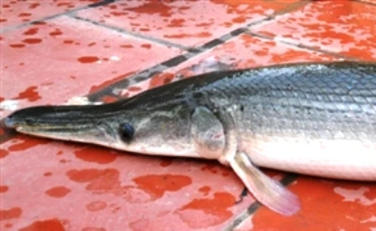 Tát ao làng bắt được cá "lạ" giống cá sấu ảnh 2