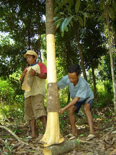 Con đường thương hiệu của cây quế ảnh 1 Con đường thương hiệu của cây quế ảnh 1