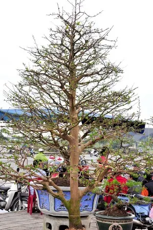 Mai “khủng” giá 150 triệu đồng ảnh 4