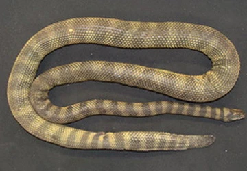 Phát hiện rắn biển cực độc ảnh 1