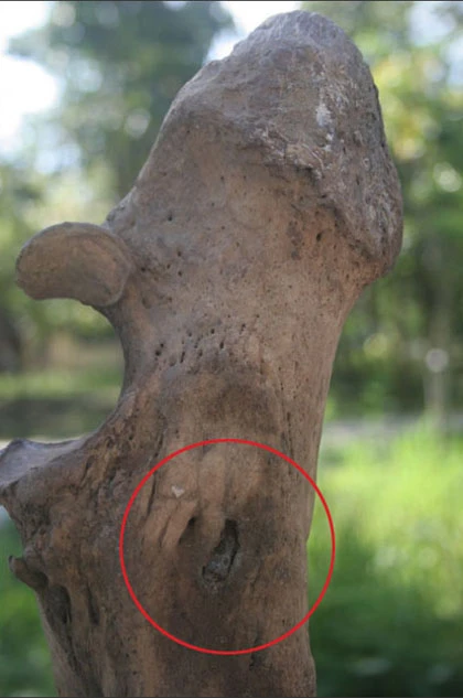 Trong xác tê giác tại vườn quốc gia Cát Tiên có đạn ảnh 1