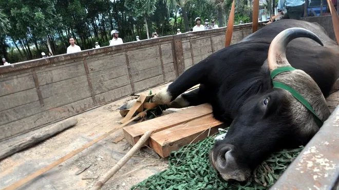 Bò tót chết do suy kiệt? ảnh 1