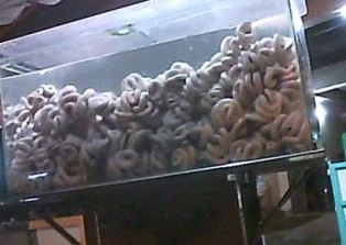 “Phù phép” lòng heo thối ảnh 2