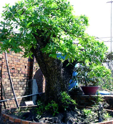 Những cây mai tiền tỷ của lão nông Sài Gòn ảnh 13