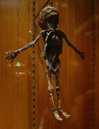 Bảo tàng rùng rợn nhất thế giới ảnh 2