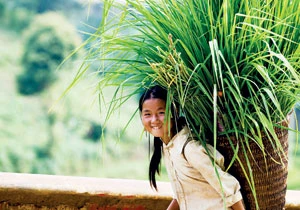 Lên Tây Bắc thăm lúa ảnh 2 Lên Tây Bắc thăm lúa ảnh 2