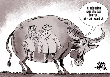 Giành nhau con trâu đực ảnh 1