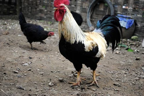 Cuộc sống đảo lộn vì đàn gà 9 cựa ảnh 1