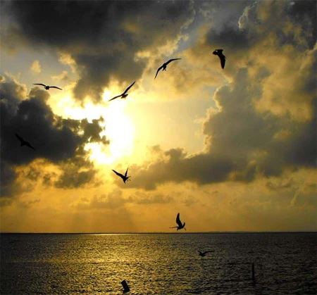 6 bước chụp ảnh ngược sáng silhouette ảnh 9