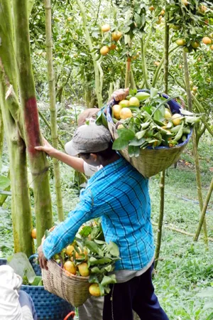 Quýt hồng núi Cấm trúng giá, nhà vườn ăn tết lớn ảnh 6 Quýt hồng núi Cấm trúng giá, nhà vườn ăn tết lớn ảnh 6