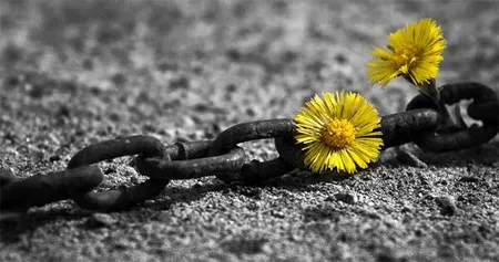 10 ảnh màu cục bộ ấn tượng được tạo từ ứng dụng iPhone ảnh 12 10 ảnh màu cục bộ ấn tượng được tạo từ ứng dụng iPhone ảnh 12