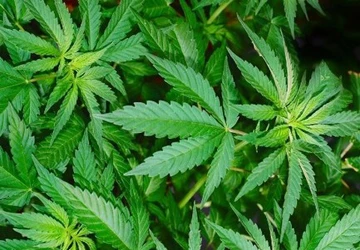 Trồng cần sa cho... heo, gà ăn ảnh 1