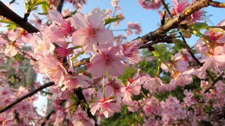 Đẹp ngỡ ngàng bộ sưu tập hình nền “mùa xuân” ảnh 5