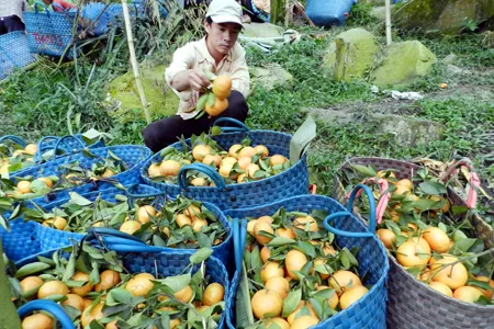 Quýt hồng núi Cấm trúng giá, nhà vườn ăn tết lớn ảnh 8 Quýt hồng núi Cấm trúng giá, nhà vườn ăn tết lớn ảnh 8