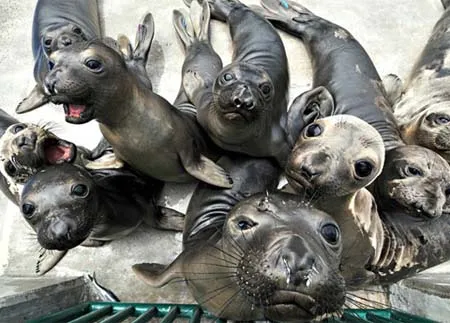 Ảnh động vật trong tuần ảnh 6 Ảnh động vật trong tuần ảnh 6