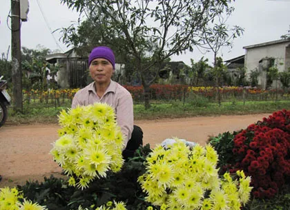 Người trồng hoa Tết khóc vì mất mùa ảnh 10