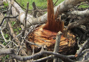 Phá rừng phòng hộ trồng cao su ảnh 2