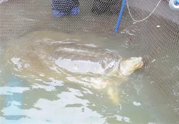 Nắng nóng trên 30 độ có thể khiến cụ rùa bị "sốc" ảnh 1 Nắng nóng trên 30 độ có thể khiến cụ rùa bị "sốc" ảnh 1