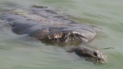 Chưa thống nhất đưa cụ rùa lên bờ chữa trị ảnh 1