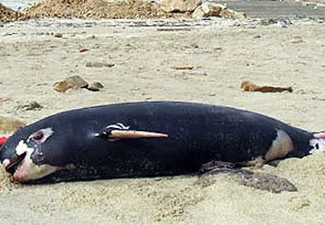 Mai táng con cá voi dạt vào bờ ảnh 1 Mai táng con cá voi dạt vào bờ ảnh 1