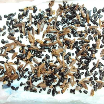 Chấm dứt nghiên cứu hạt thóc Thành Dền ảnh 1