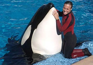 Công bố kết quả điều tra vụ cá kình giết người ảnh 1 Công bố kết quả điều tra vụ cá kình giết người ảnh 1