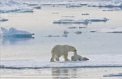 Sững sờ Gấu trắng Bắc Cực ăn thịt đồng loại ảnh 2 Sững sờ Gấu trắng Bắc Cực ăn thịt đồng loại ảnh 2