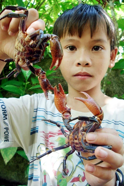 Câu cua rừng trên núi Cấm ảnh 1