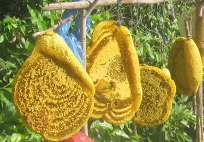 Phú Yên: Mật ong rừng pha nước lã bịp người ham rẻ ảnh 1