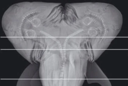 Lợn con hai đầu chào đời ở Trung Quốc ảnh 3