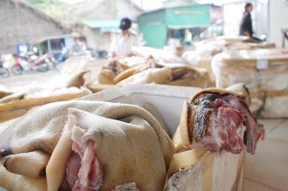 “Mông má” heo nái thành heo… rừng! ảnh 4