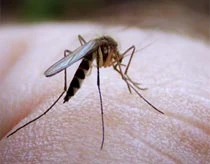 Ảnh minh họa treehugger.