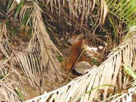 Bất ngờ phát hiện thỏ vằn cổ quý hiếm ở Huế ảnh 2