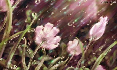 Đẹp nhẹ nhàng và lãng mạn với bộ hình nền “mưa” ảnh 7