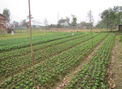 Người trồng hoa Tết khóc vì mất mùa ảnh 13