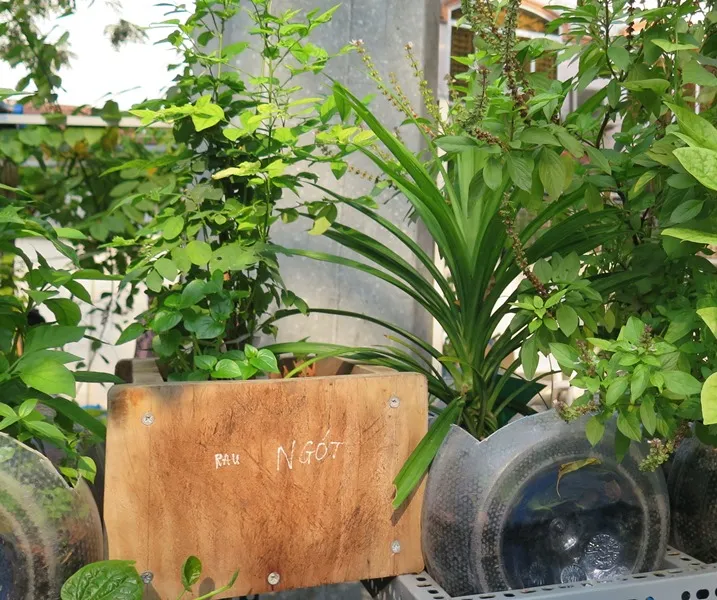 Lạ mắt vườn cây từ vật dụng tái chế của học sinh lớp 8 ảnh 13