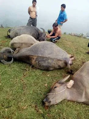 Hình ảnh những con trâu chết la liệt của gia đình ông Thông 