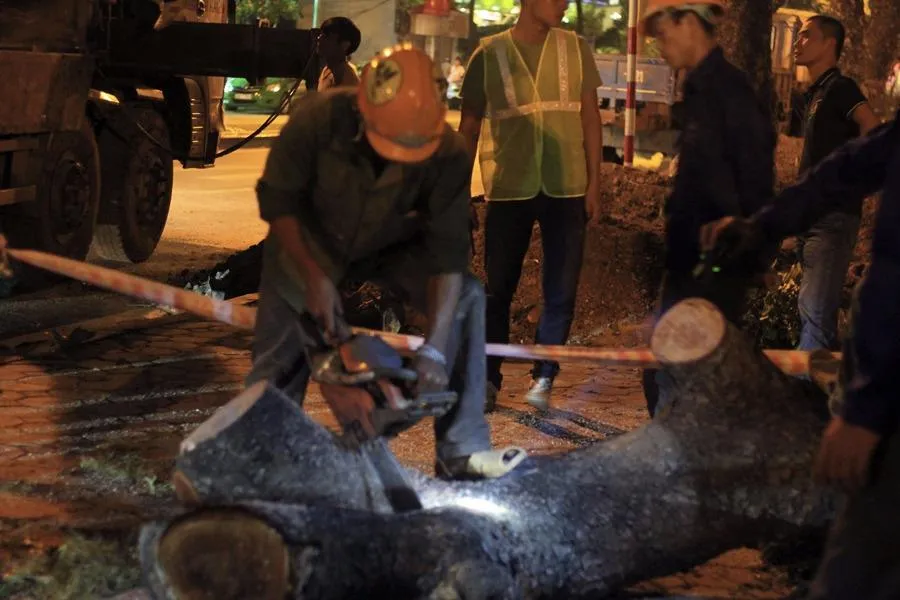 cắt bớt một phần ngọn trước khi di chuyển.