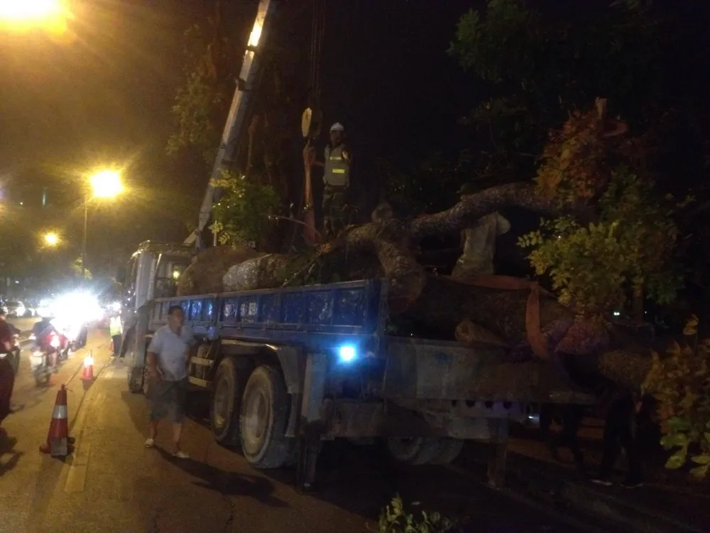 ác cây xanh này sẽ được di chuyển về vườn ươm Văn Giang (Hưng Yên) để tiếp tục duy trì chăm sóc bảo dưỡng