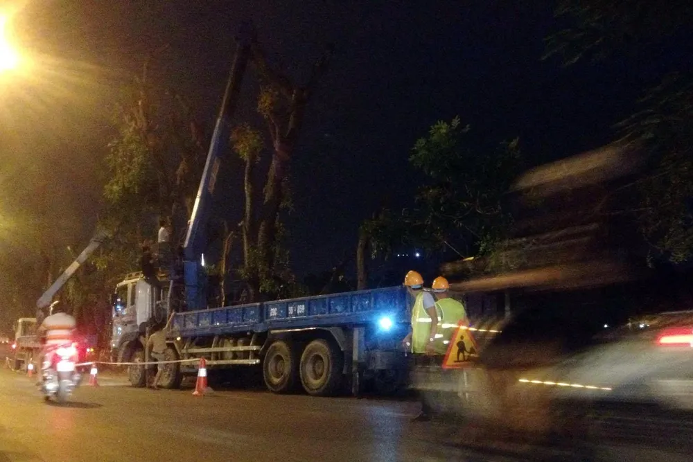 các công nhân bắt đầu tiến hành di chuyển cây trên đường Kim Mã.