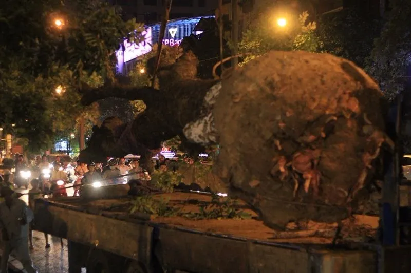 Việc chuyển cây được tiến hành rất cẩn thận, tỉ mỉ và nhịp nhàng ở từng khâu.