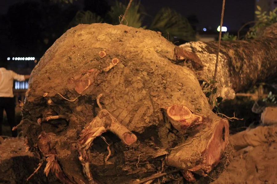 Chặt hạ 2 cây đã chết nằm trong chỉ giới xây dựng công trình