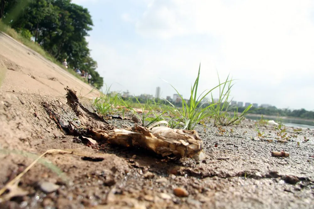 Cá lại chết nhiều ở hồ Linh Đàm ảnh 10 Cá lại chết nhiều ở hồ Linh Đàm ảnh 10