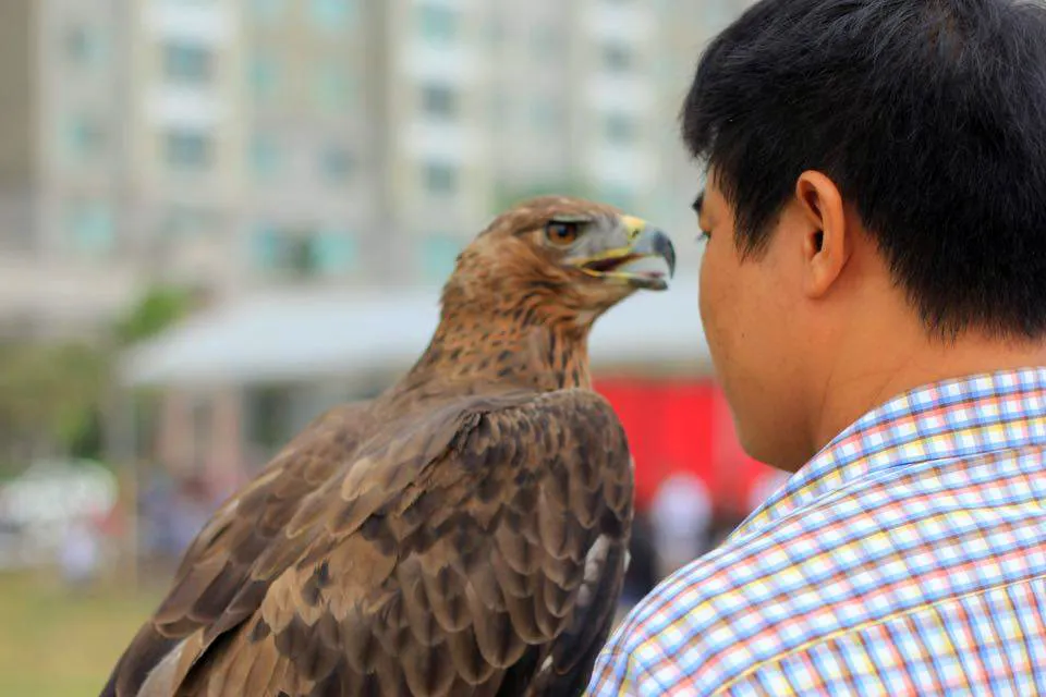 Hào hứng với hội thi chim ở Hà Nội ảnh 4 Hào hứng với hội thi chim ở Hà Nội ảnh 4