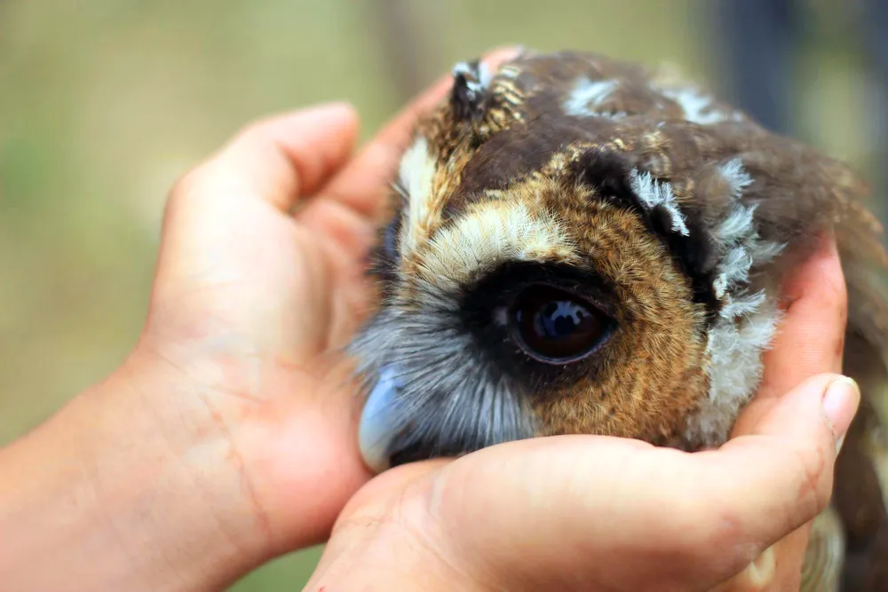 Hào hứng với hội thi chim ở Hà Nội ảnh 5 Hào hứng với hội thi chim ở Hà Nội ảnh 5