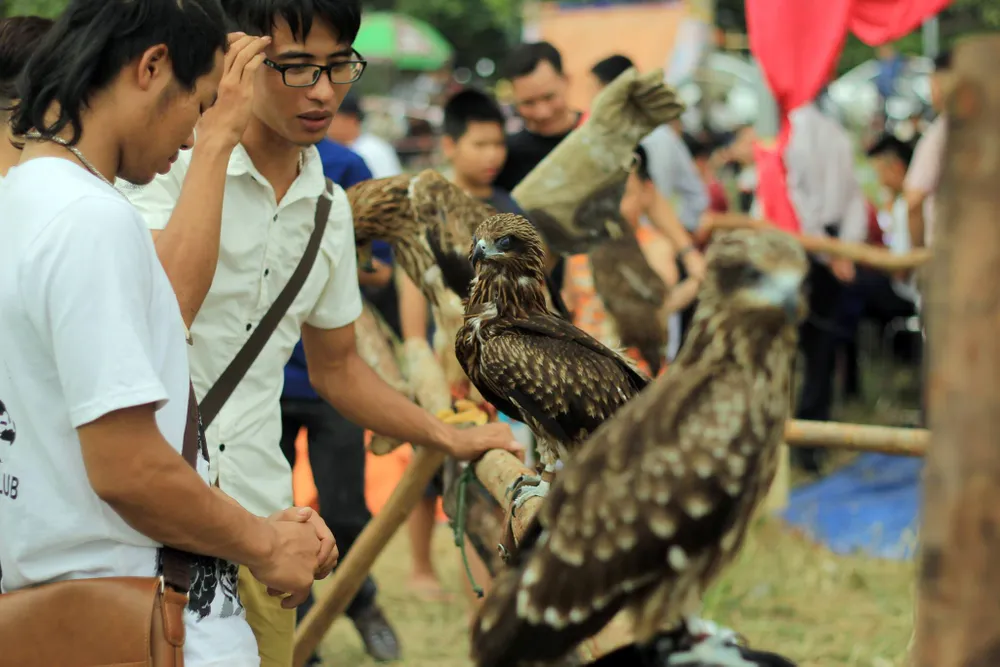 Hào hứng với hội thi chim ở Hà Nội ảnh 1 Hào hứng với hội thi chim ở Hà Nội ảnh 1
