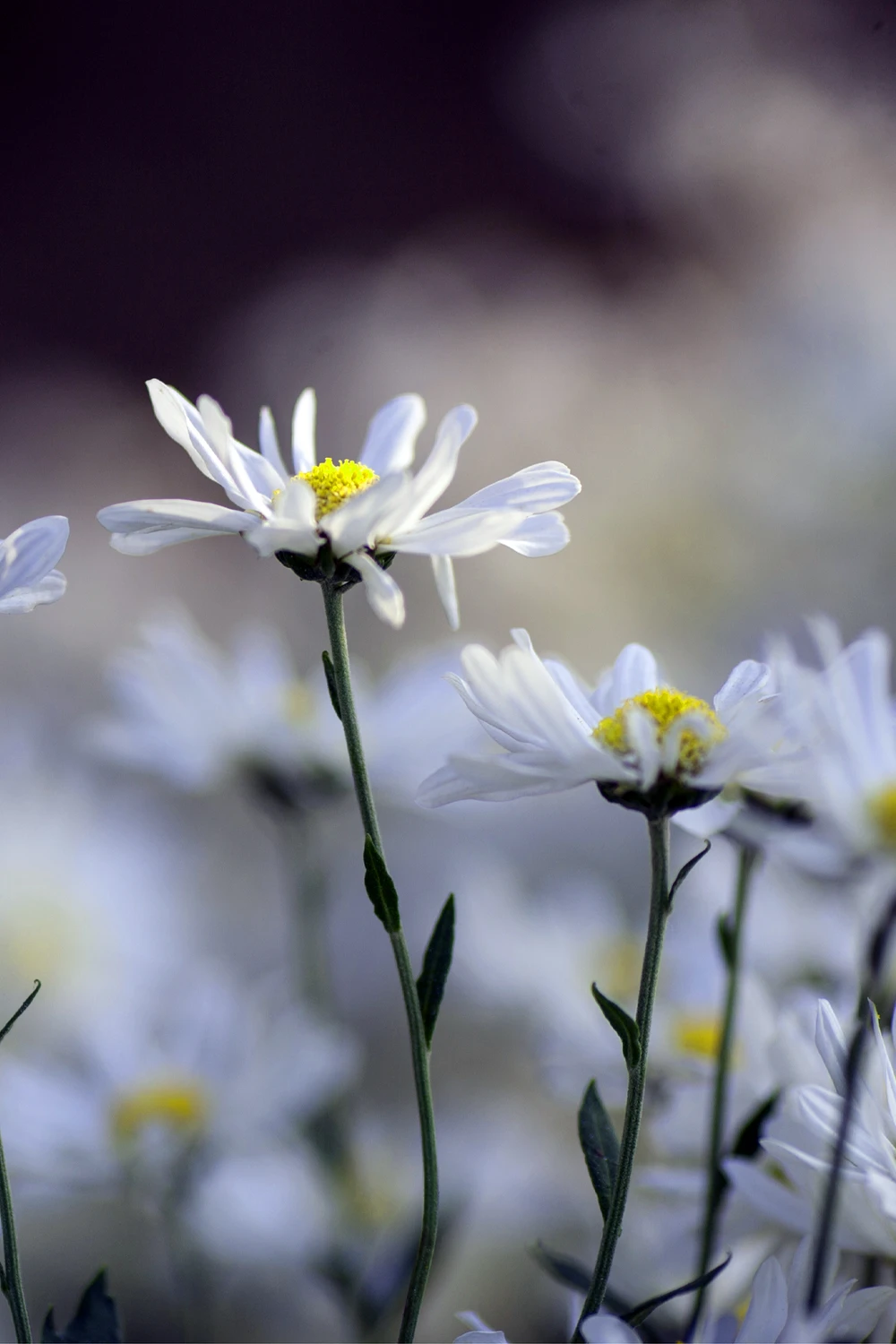 Thiếu nữ Hà thành 'đọ sắc' cùng hoa cúc họa mi ảnh 3