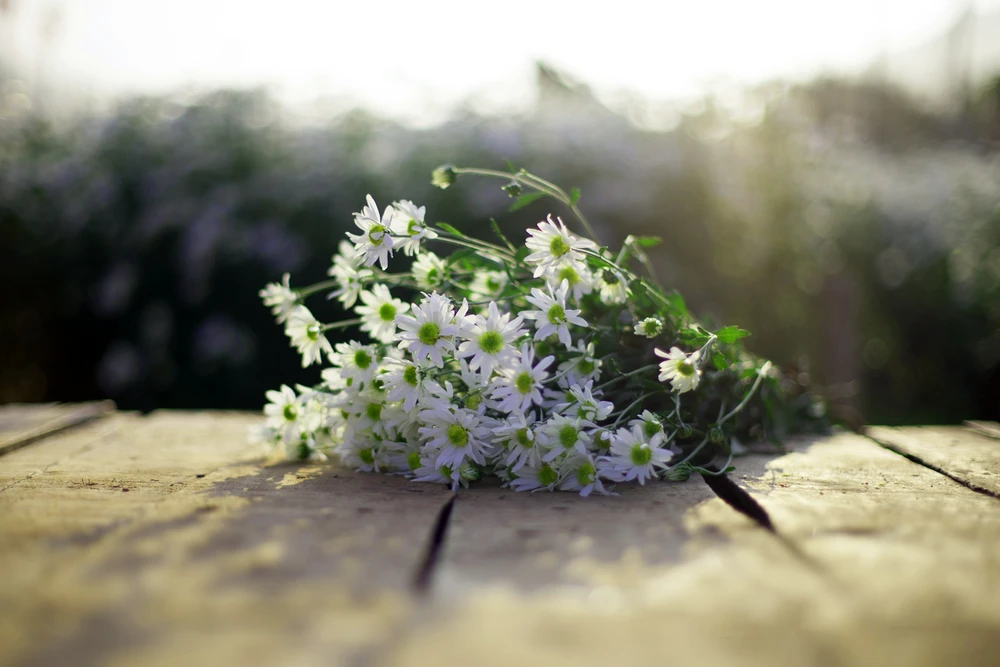 Thiếu nữ Hà thành 'đọ sắc' cùng hoa cúc họa mi ảnh 5