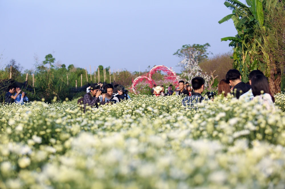 Thiếu nữ Hà thành 'đọ sắc' cùng hoa cúc họa mi ảnh 1